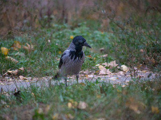 Raven looking for food