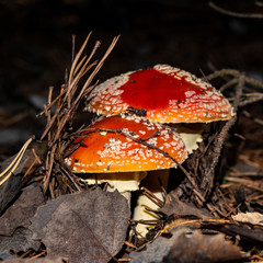 poisonous mushroom amanita in a pine forest.