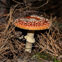 poisonous mushroom amanita in a pine forest.