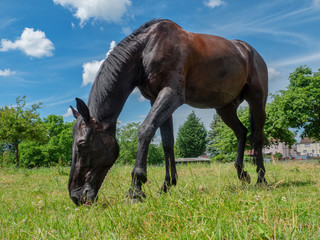 Black Horse on the Meadow