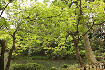 Jardin japonais au printemps