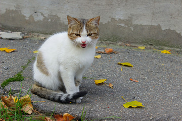 Stray Animals, Pets, Animals Concept.  Cute Tabby Cat on The Street. Sad Stray Cat. Cute Cat On The...