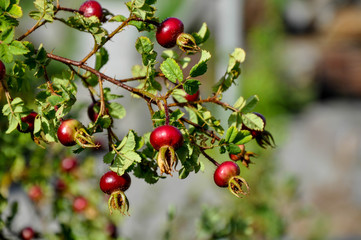 red berries on branch