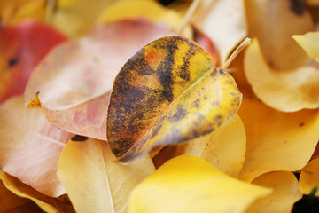 Fallen aspen leaves