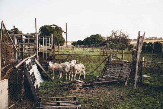 Sheep huddle together in a livestock holding yard