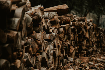 firewood in the woods