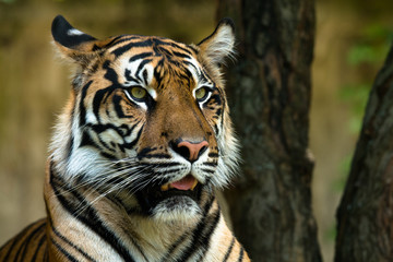 Sumatran tiger