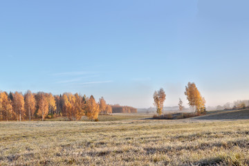 Fototapeta premium Beautiful view of autumn foggy misty morning with frosted plants