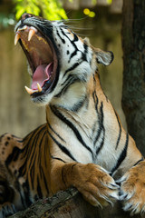Sumatran tiger, teeth