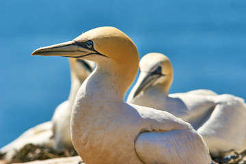 Gannets in Nahaufnahme Helgoland