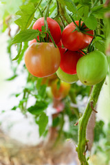 Branch of red ripe and green unripe tomatoes in a greenhouse, Vegetable garden with tomato plants