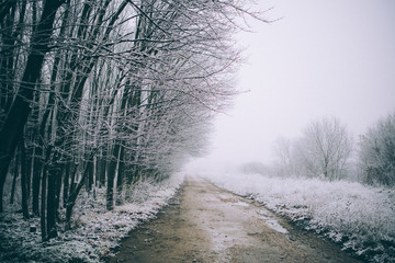 Birch forest in winter in black and white. Winter concept.