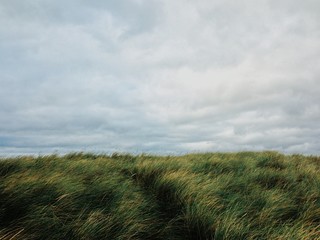 High green grass in windy storm