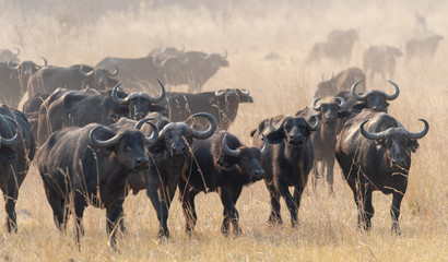 eine Herde afrikanische Büffel, Syncerus cafferi, in der Savanne am Kwando River, Region Sambesi,...
