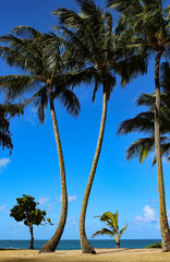 Palm Trees Hawaii Beach