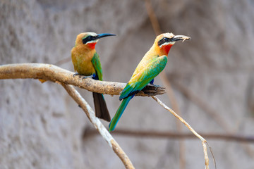 Bienenfresser, Merops bullockoides, Weissstirnspint am Ufer des Kwando, Namibia