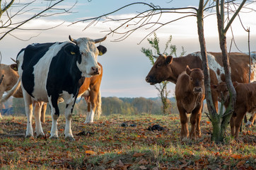 Herd of cows grazing on a sunny autumn day.