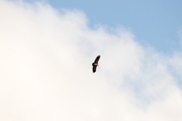 Obraz premium eagle flying with blue sky