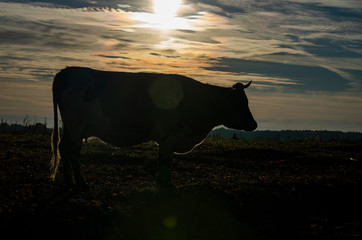 Sylwetka krowy na łące o wschodzie słońca.  © Aneta