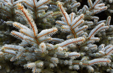 Pine branch. Christmas tree. Fir tree branch