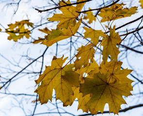yellow maple leaves on a tree branch