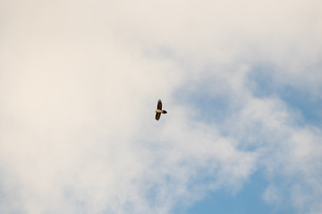 Obraz na płótnie Canvas eagle flying with blue sky