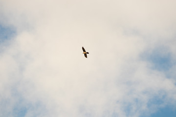 eagle flying with blue sky