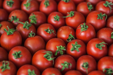 Group of small fresh tomatoes.Vegetable fresh tomatoes. Many tomatoes.
