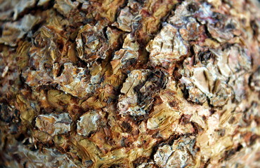 texture of tree bark blurred edges