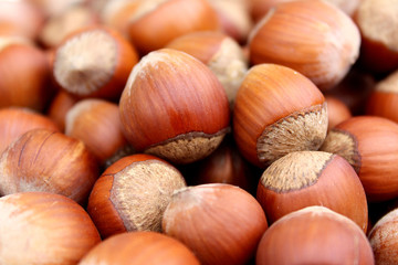 texture hazelnut hazelnuts in the shell fresh crop