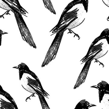 Seamless background of magpie sketches