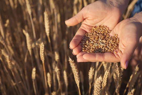 women's palms hold the wheat seeds against the background of yellow wheat ears.