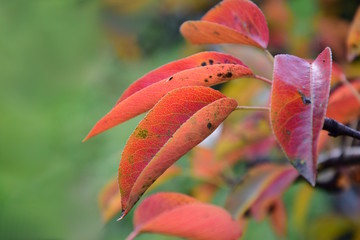 Nahaufnahme, Herbstlaub, Herbstfärbung der Blätter des Birnenbaumes