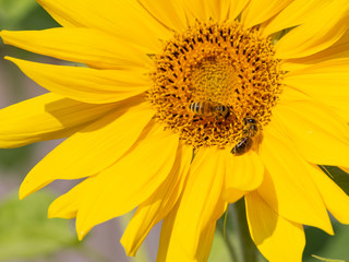 Obraz premium two bees are sitting on a flower