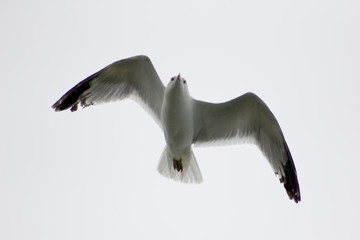 Flying Seagull