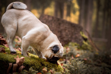 hund