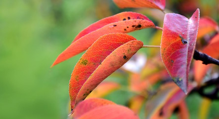 Birnenbaum, Herbstlaub, Färbung der Blätter