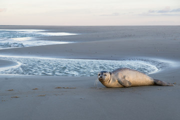 young harbor seal at the beach of the Dutch island of Texel