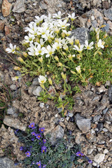Gletscher und Berge rund um das Ötztal der Tiroler Alpen