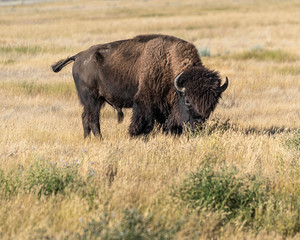 Bison at Grasslands National Park