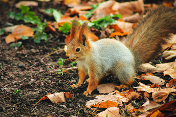 Naklejka na ściany i meble Beautiful fluffy squirrel close-up in autumn park