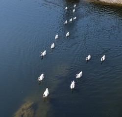 Geese all swimming to the same point