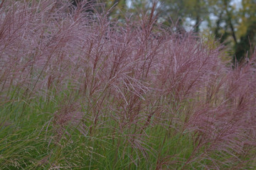 Miscanthus sinensis Gracillimus