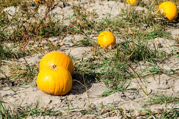 Kürbisse auf dem Feld im Herbst