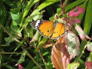 butterfly on flower