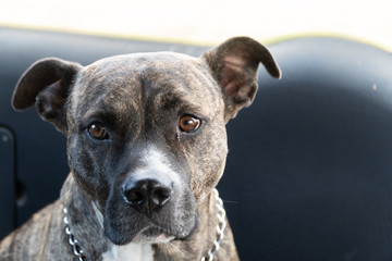 Amstaff (Pitbull) dog sitting in the car