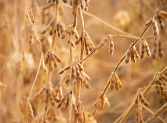 Soybeans in close-up