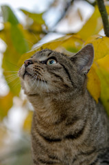 Młody kot wspiął się na drzewo i ukrył wśród liści.  - obrazy, fototapety, plakaty