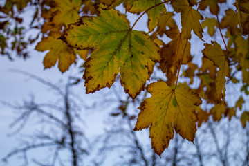 yellow maple leaves on background of blue sky