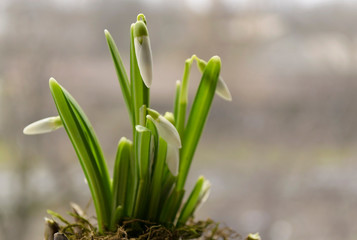 Bouquet Of A Beautiful Snowdrop. Gift For The Women's Day.